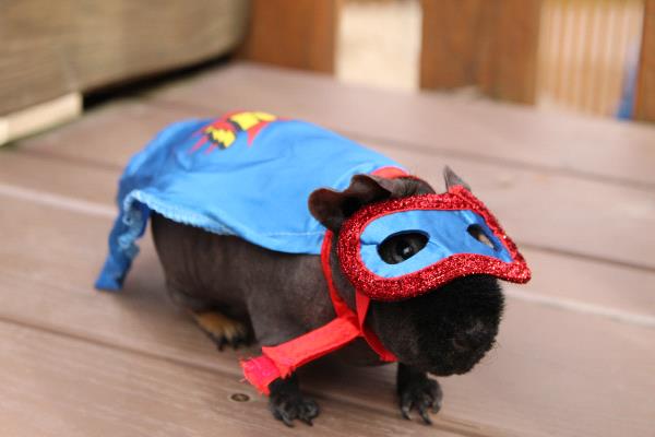 /Images/uploads/Humane Society of Lackawanna County/LoveYourPet/entries/9653thumb.jpg